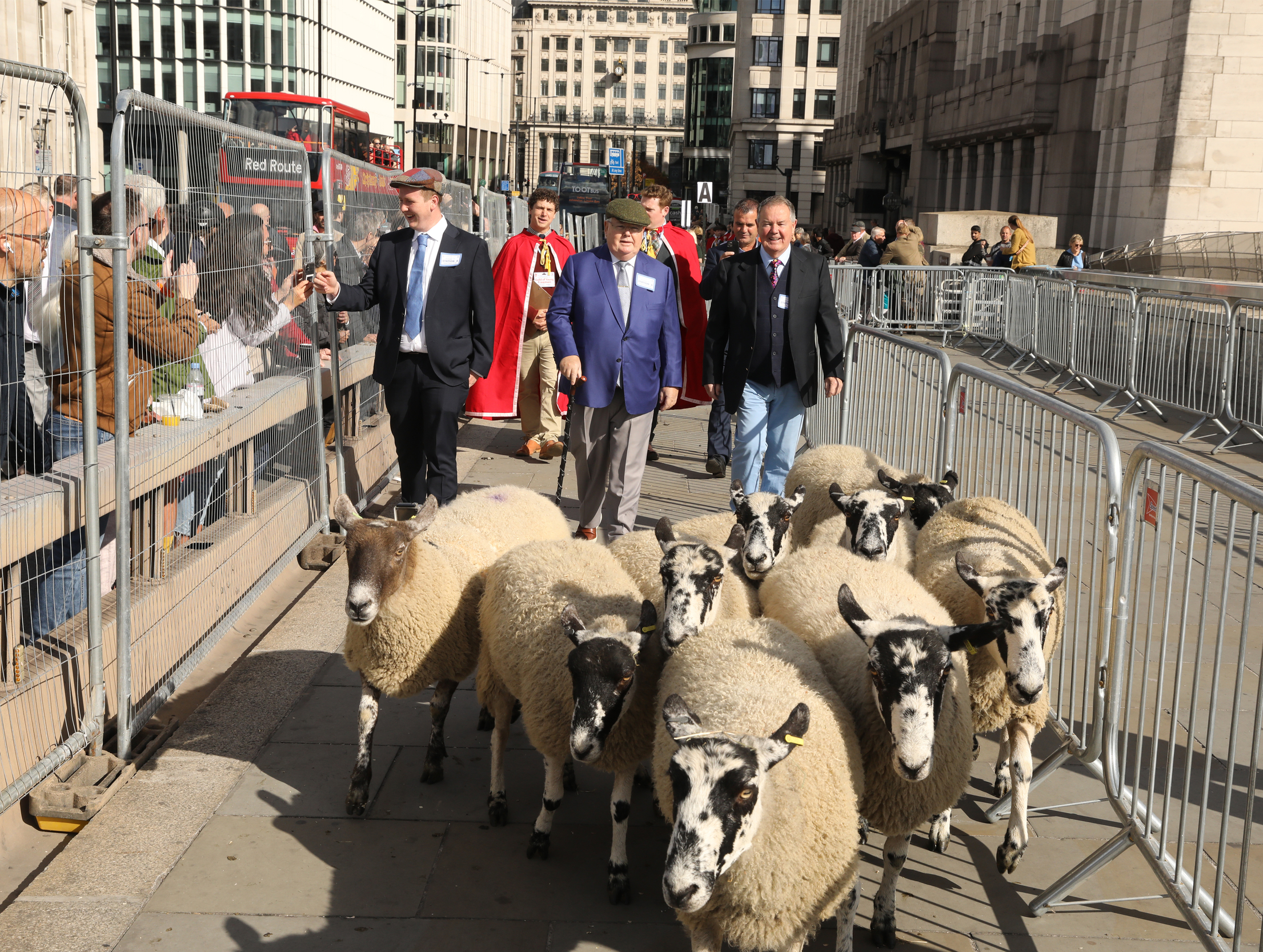Tim Kelly, Freeman of the City of London Drives Sheep Across London Bridge